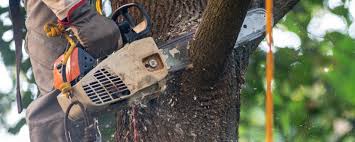 Why Choose Our Tree Removal Services in Dunnavant, AL?