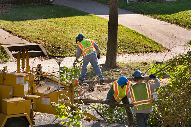 Best Leaf Removal  in Dunnavant, AL